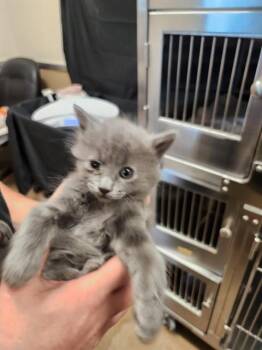 SELKIE -  Domestic Medium Hair Cat for Adoption in Sacramento, California - SELKIE | PetCurious