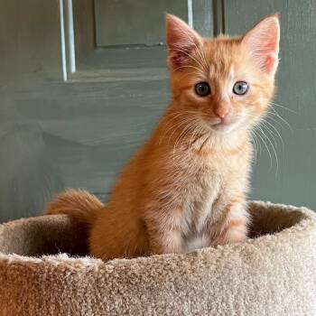 Carmen -  Domestic Short Hair Cat for Adoption in Winchester, Virginia - Carmen | PetCurious