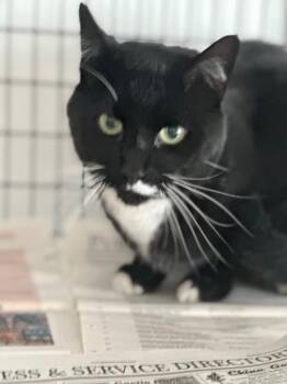 Domestic Medium Hair Cats Available for Adoption in Green River, Wyoming - Tuxedo Cat | PetCurious