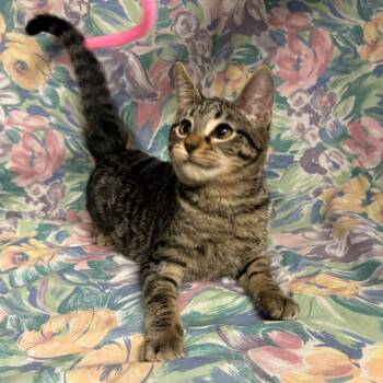 Hodor -  Domestic Short Hair Cat for Adoption in Midland, Texas - Hodor | PetCurious