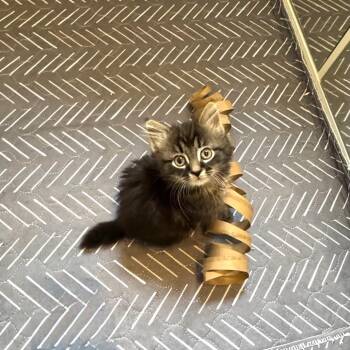 Domestic Long Hair Cats Available for Adoption - Punch | PetCurious