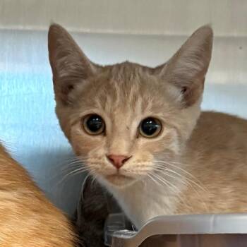 Jax -  Domestic Short Hair Cat for Adoption in Cedaredge, Colorado - Jax | PetCurious