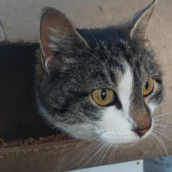 Domestic Short Hair Cats Available for Adoption - Belva | PetCurious