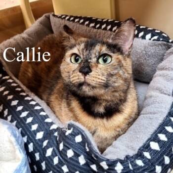 Callie -  Tortoiseshell Cat for Adoption in San Tan Valley, Arizona - Callie | PetCurious