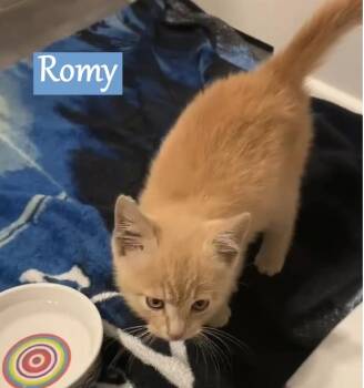 Rescue Domestic Short Hair Cats for Adoption - Romy | PetCurious