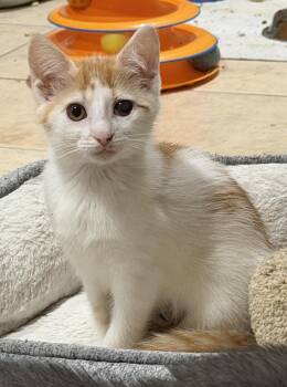 Whitaker -  Domestic Short Hair Cat for Adoption in East Hanover, New Jersey - Whitaker | PetCurious