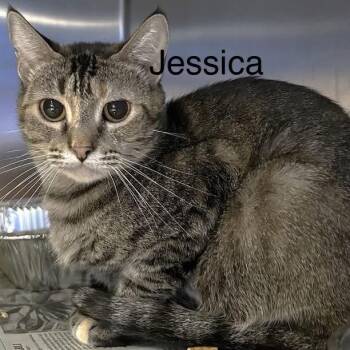 Jessica -  Domestic Short Hair Cat for Adoption in Los Angeles, California - Jessica | PetCurious