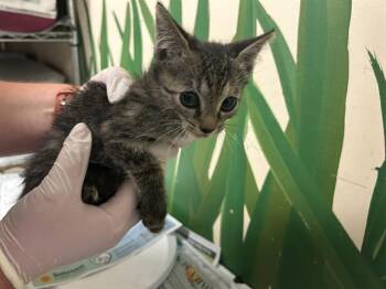 Rescue Domestic Short Hair Cats for Adoption in Ocala, Florida - A369398 | PetCurious