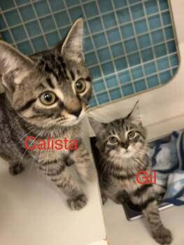 Rescue Domestic Long Hair Cats for Adoption in Debary, Florida - Gil | PetCurious