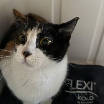 Lottie -  Domestic Short Hair Cat for Adoption in Marana, Arizona - Lottie | PetCurious