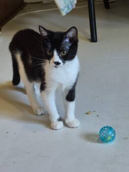 Lucia -  Domestic Short Hair Cat for Adoption in Pendleton, Oregon - Lucia | PetCurious