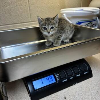 Phoebe -  American Shorthair Cat for Adoption - Phoebe | PetCurious