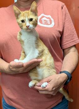 Rescue Domestic Short Hair Cats for Adoption in Parsons, Kansas - Cheeto | PetCurious