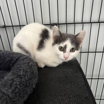 Ellie -  Domestic Short Hair Cat for Adoption in Kenosha, Wisconsin - Ellie | PetCurious