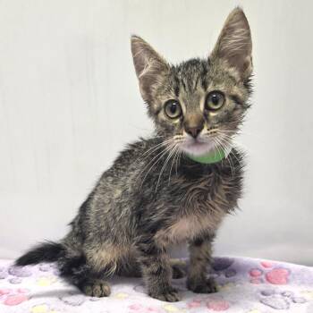 Domestic Short Hair Cats Available for Adoption in Fort Wayne, Indiana - Micah | PetCurious