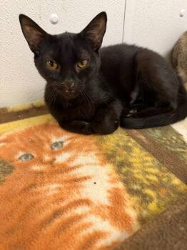 Tulip -  Domestic Short Hair Cat for Adoption in Ogdensburg, New York - Tulip | PetCurious