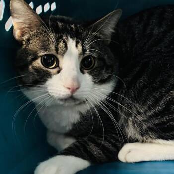 Synnove -  Domestic Short Hair Cat for Adoption in Des Moines, Iowa - Synnove | PetCurious