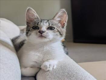 *DOLLY PARTON -  Domestic Short Hair Cat for Adoption in Woodland, California - *DOLLY PARTON | PetCurious
