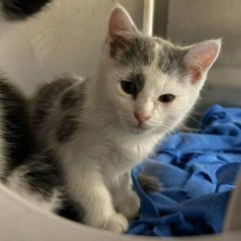 Anya -  Domestic Short Hair Cat for Adoption in Jacksboro, Tennessee - Anya | PetCurious
