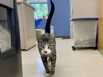 JB -  Domestic Short Hair Cat for Adoption in St. Peters, Missouri - JB | PetCurious