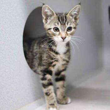 Bull -  Domestic Short Hair Cat for Adoption in Atlanta, Georgia - Bull | PetCurious