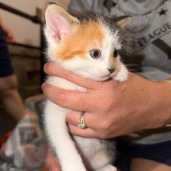 Bagel Gleske -  Domestic Short Hair Cat for Adoption in Woodstock, Virginia - Bagel Gleske | PetCurious