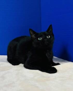 Butterfly -  Domestic Short Hair Cat for Adoption in Hawk Point, Missouri - Butterfly | PetCurious