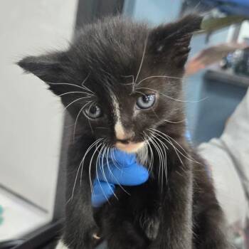 Goldie -  Domestic Short Hair Cat for Adoption in Newark, New Jersey - Goldie | PetCurious