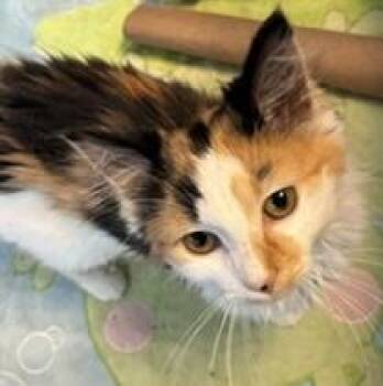 Brigit -  Calico and Domestic Medium Hair Cat for Adoption in Vaughan, Ontario - Brigit | PetCurious