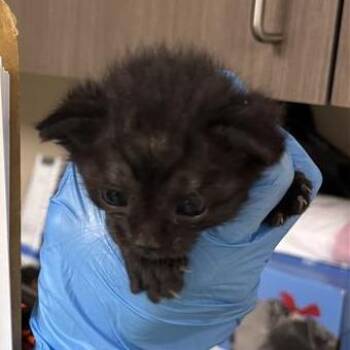 Mitosis -  Domestic Short Hair Cat for Adoption in Tempe, Arizona - Mitosis | PetCurious