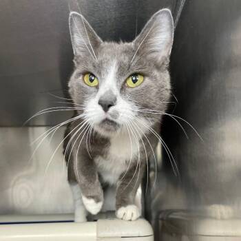 Domestic Short Hair Cats Available for Adoption in Roanoke, Virginia - Gardenia | PetCurious