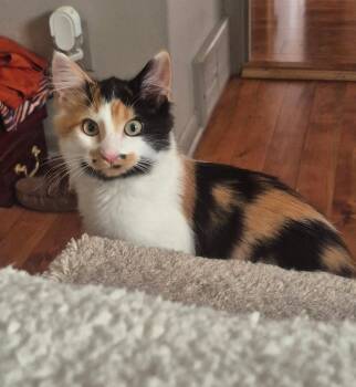 Layla -  Calico Cat for Adoption in Blaine, Minnesota - Layla | PetCurious