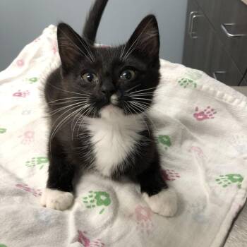 Lucy -  Domestic Short Hair Cat for Adoption in Oak Park, Illinois - Lucy | PetCurious