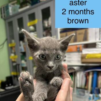 Aster -  Domestic Short Hair Cat for Adoption in Tampa, Florida - Aster | PetCurious