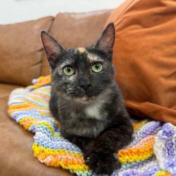 Tortoiseshell and Domestic Short Hair Cats Available for Adoption - Tortoiseshell | PetCurious