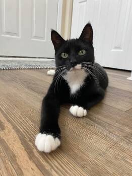 Timber & Ukie (BONDED PAIR) -  Tabby and Tuxedo Cat for Adoption in Orland Park, Illinois - Timber & Ukie (BONDED PAIR) | PetCurious