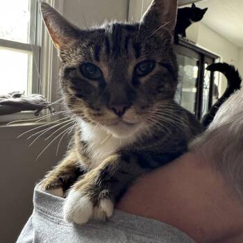 Rescue Domestic Short Hair Cats for Adoption in Hoboken, New Jersey - Messer | PetCurious