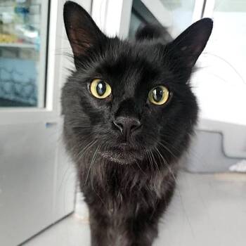 Reggie -  Domestic Medium Hair Cat for Adoption in Lakewood, Colorado - Reggie | PetCurious