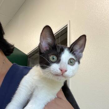 Scibbles -  Domestic Short Hair Cat for Adoption in Reno, Nevada - Scibbles | PetCurious