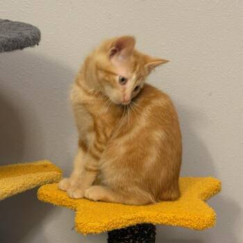 Archie (In foster) -  Domestic Short Hair Cat for Adoption in Watertown, Wisconsin - Archie (In Foster) | PetCurious