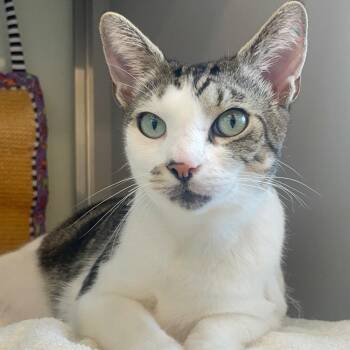 Rescue Domestic Short Hair Cats for Adoption in Charleston, South Carolina - Charles | PetCurious