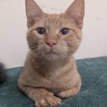 Domestic Short Hair Cats Available for Adoption - Cheezit | PetCurious