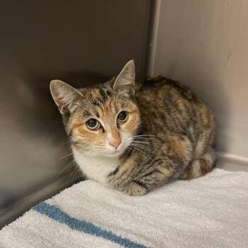 Domestic Short Hair Cats Available for Adoption in Goleta, California - Skittles | PetCurious