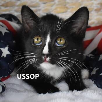 Ussop -  Domestic Medium Hair Cat for Adoption in Yuma, Arizona - Ussop | PetCurious