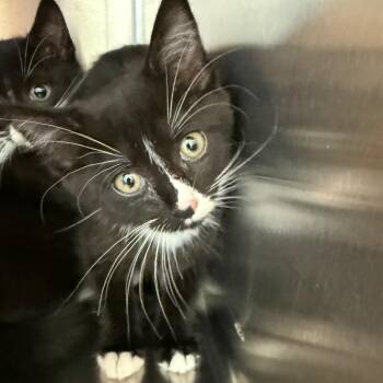 Zephyr Kitten Woods_2_3 -  Domestic Short Hair Cat for Adoption in Bend, Oregon - Zephyr Kitten Woods_2_3 | PetCurious