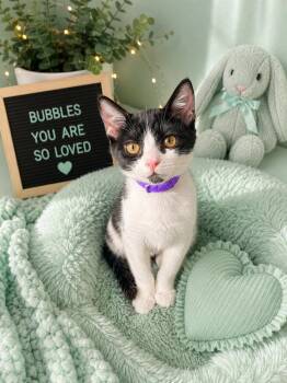 Bubbles -  Tuxedo Cat for Adoption in Tavares, Florida - Bubbles | PetCurious