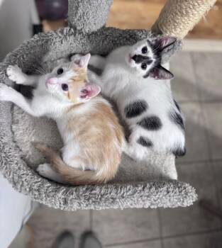 Chick-fil-A -  Domestic Short Hair Cat for Adoption in North Babylon, New York - Chick-fil-A | PetCurious