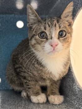 Maroon -  Domestic Short Hair Cat for Adoption - Maroon | PetCurious
