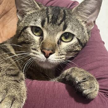 Tabby Cats Available for Adoption in Parkland, Florida - Zimba | PetCurious