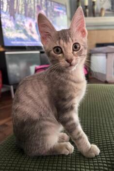 Yodi -  Domestic Short Hair Cat for Adoption in Magnolia, Texas - Yodi | PetCurious